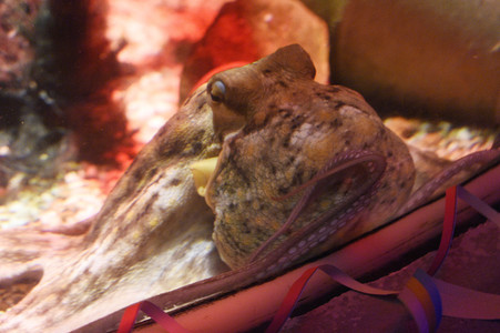 Oktopus Oktavius feiert Unterwasser Geburtstag in Berlin