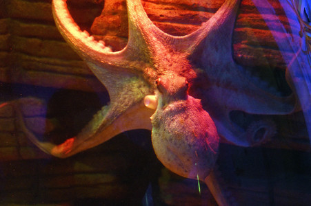 Oktopus Oktavius feiert Unterwasser Geburtstag in Berlin