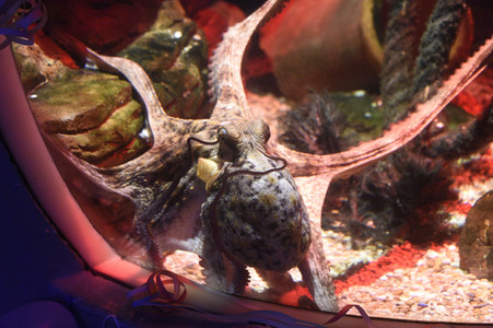 Oktopus Oktavius feiert Unterwasser Geburtstag in Berlin