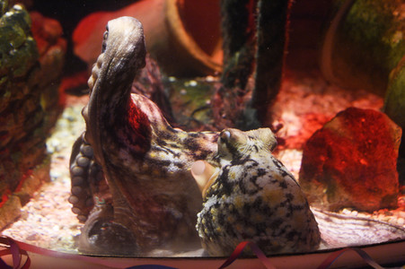 Oktopus Oktavius feiert Unterwasser Geburtstag in Berlin