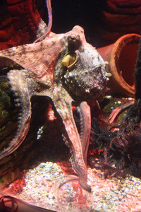Oktopus Oktavius feiert Unterwasser Geburtstag in Berlin