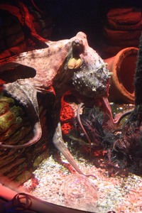 Oktopus Oktavius feiert Unterwasser Geburtstag in Berlin