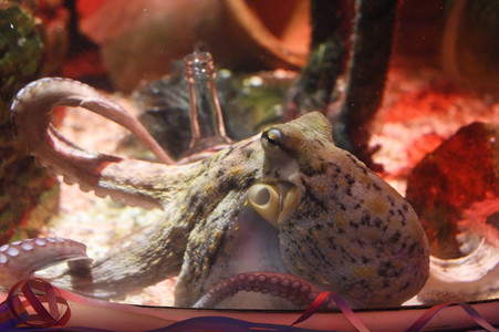 Oktopus Oktavius feiert Unterwasser Geburtstag in Berlin