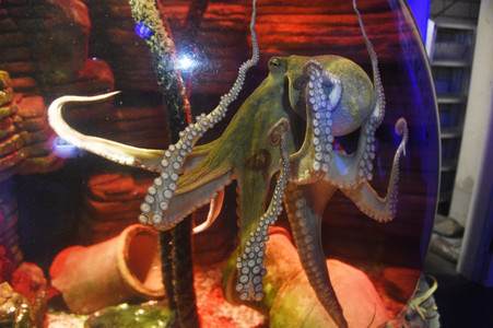 Oktopus Oktavius feiert Unterwasser Geburtstag in Berlin