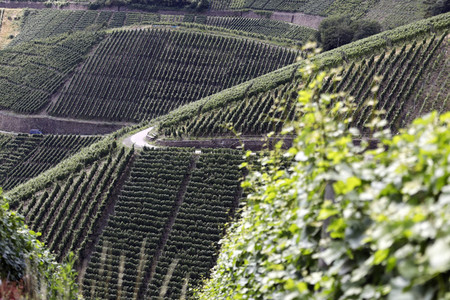 Weinberge bei Dernau
