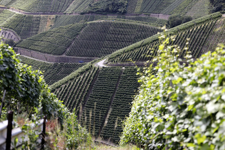 Weinberge bei Dernau