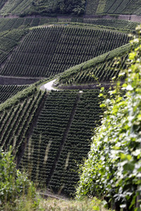 Weinberge bei Dernau