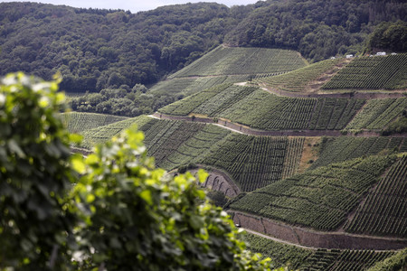 Weinberge bei Dernau