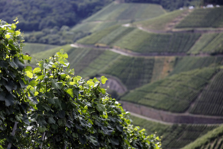 Weinberge bei Dernau