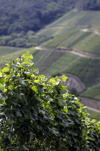 Weinberge bei Dernau