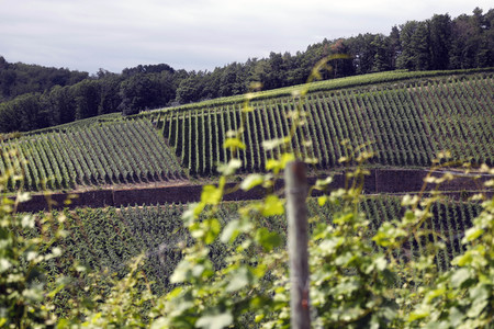 Weinberge bei Dernau