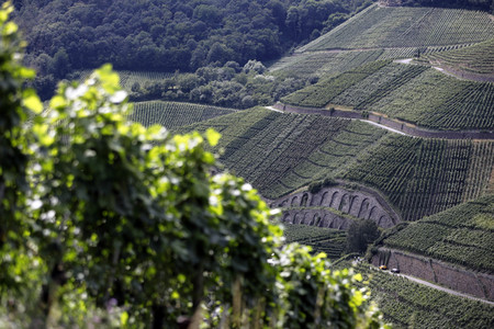 Weinberge bei Dernau