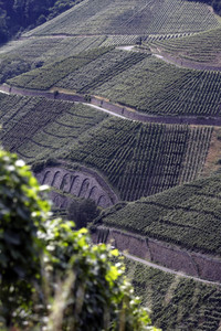 Weinberge bei Dernau
