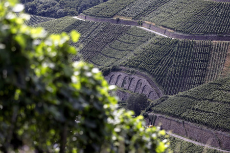 Weinberge bei Dernau