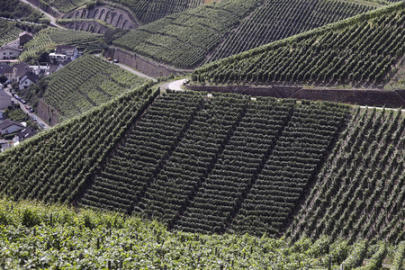 Weinberge bei Dernau