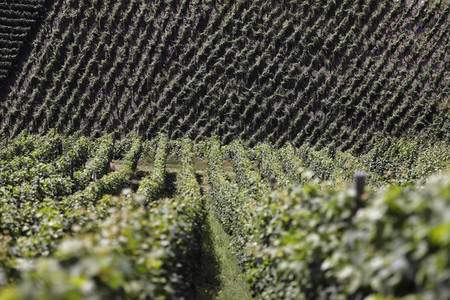 Weinberge bei Dernau