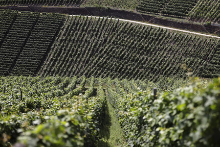 Weinberge bei Dernau