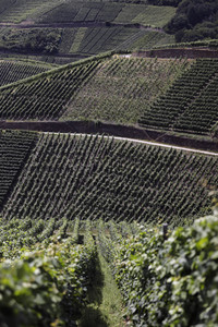 Weinberge bei Dernau