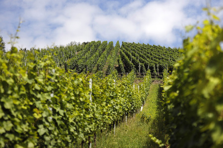 Weinberge bei Dernau
