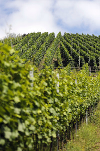 Weinberge bei Dernau