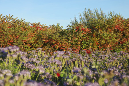 'Welttag des Naturschutzes' - Bodypainting