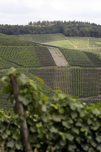 Weinberge in Dernau