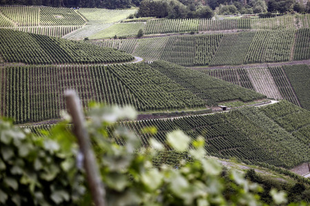 Weinberge in Dernau