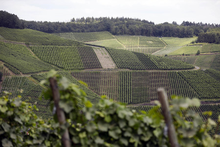 Weinberge in Dernau