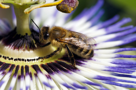 Symbolfoto Glyphosat-Verbot