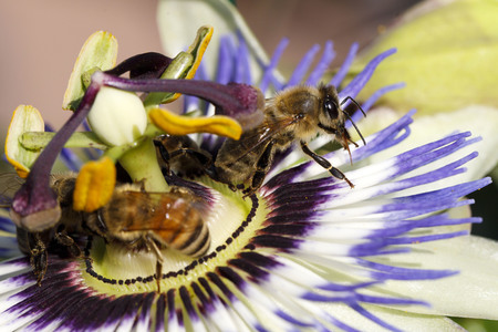 Symbolfoto Glyphosat-Verbot