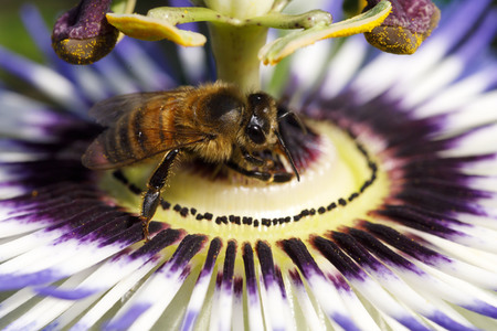 Symbolfoto Glyphosat-Verbot