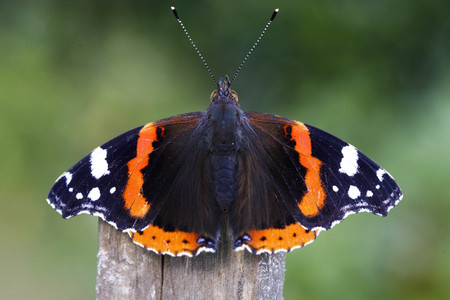 Symbolfoto Glyphosat-Verbot