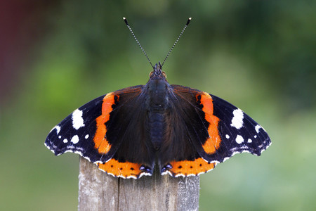 Symbolfoto Glyphosat-Verbot