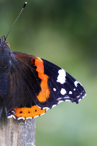 Symbolfoto Glyphosat-Verbot