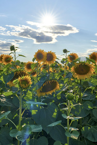 Sonnenblumen in Altwarmbüchen
