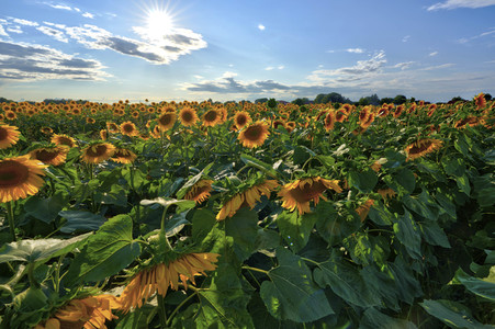 Sonnenblumen in Altwarmbüchen
