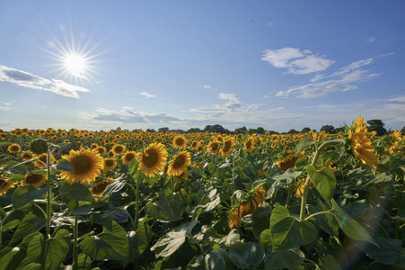 Sonnenblumen in Altwarmbüchen