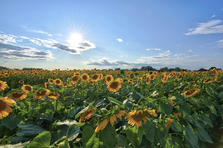 Sonnenblumen in Altwarmbüchen