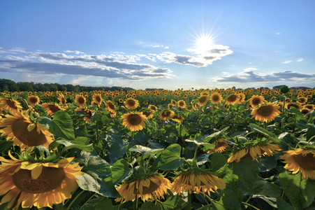 Sonnenblumen in Altwarmbüchen