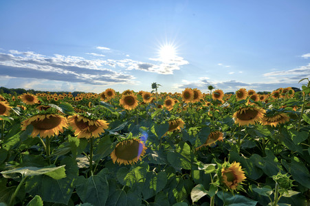 Sonnenblumen in Altwarmbüchen