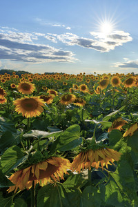 Sonnenblumen in Altwarmbüchen
