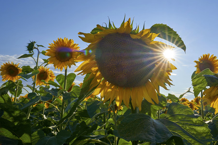 Sonnenblumen in Altwarmbüchen