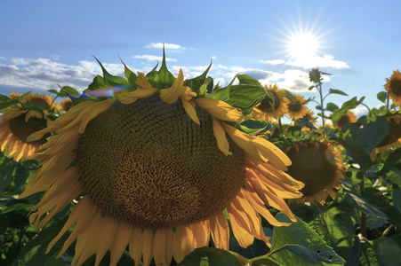 Sonnenblumen in Altwarmbüchen