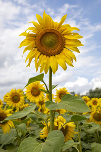 Sonnenblumen in Haßfurt