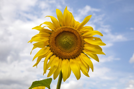 Sonnenblumen in Haßfurt