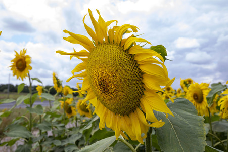 Sonnenblumen in Haßfurt