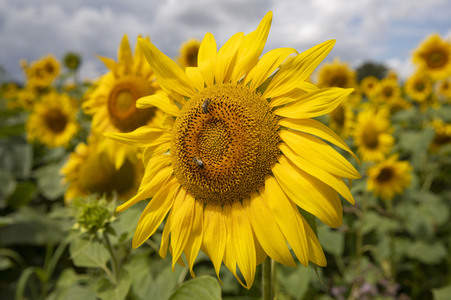 Sonnenblumen in Haßfurt