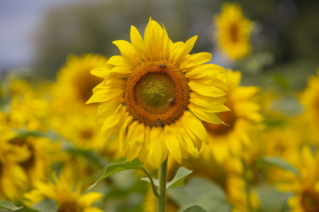 Sonnenblumen in Haßfurt