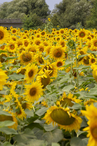 Sonnenblumen in Haßfurt