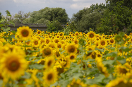 Sonnenblumen in Haßfurt